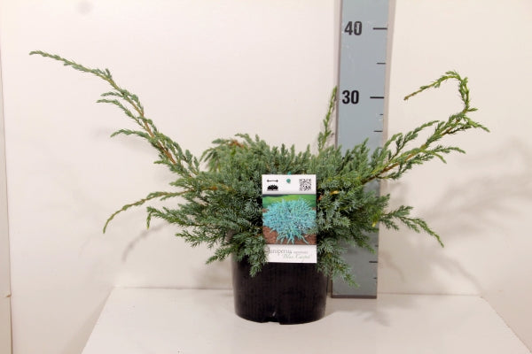 Juniperus squamata &