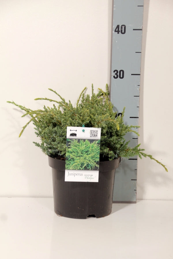 Juniperus squamata &