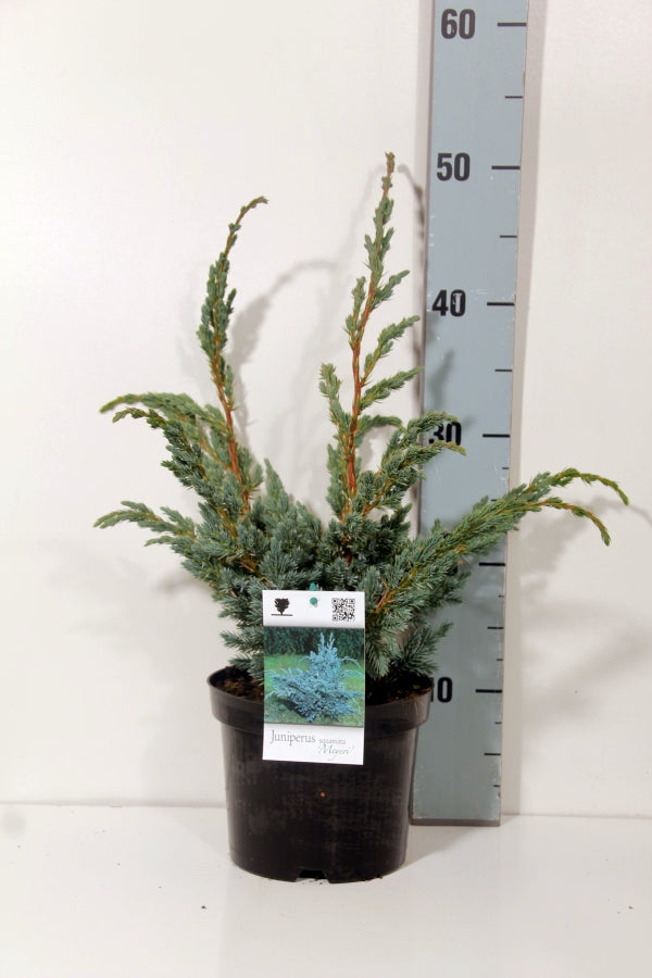 Juniperus squamata &