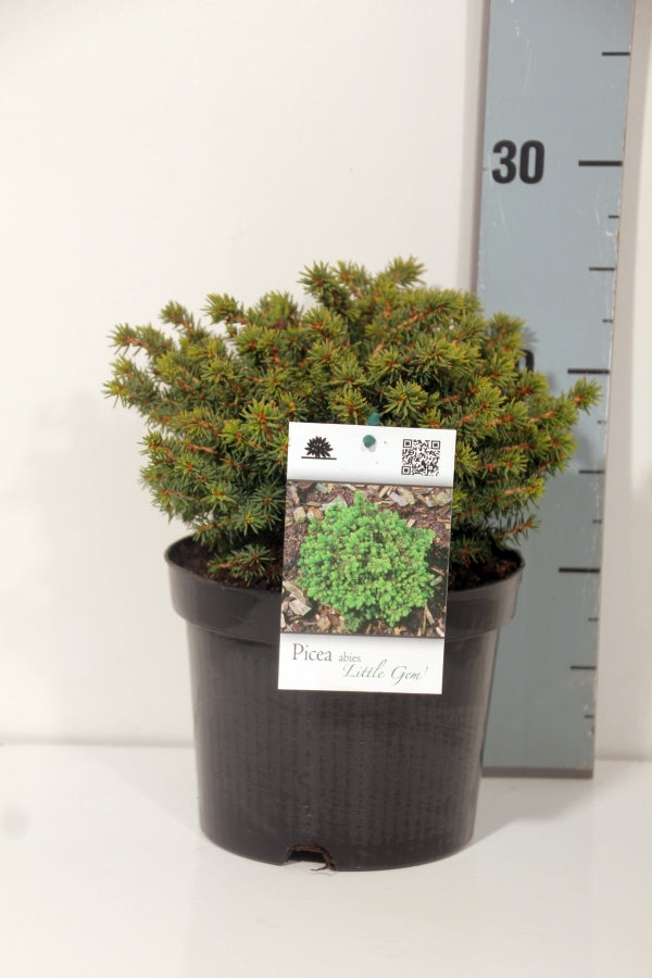 Picea abies &