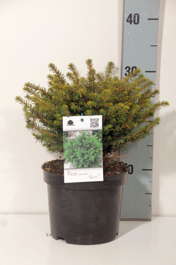 Picea omorika &