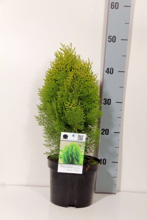 Platycladus orientalis &