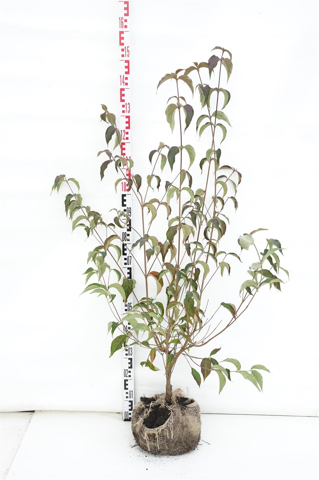 Cornus kousa &