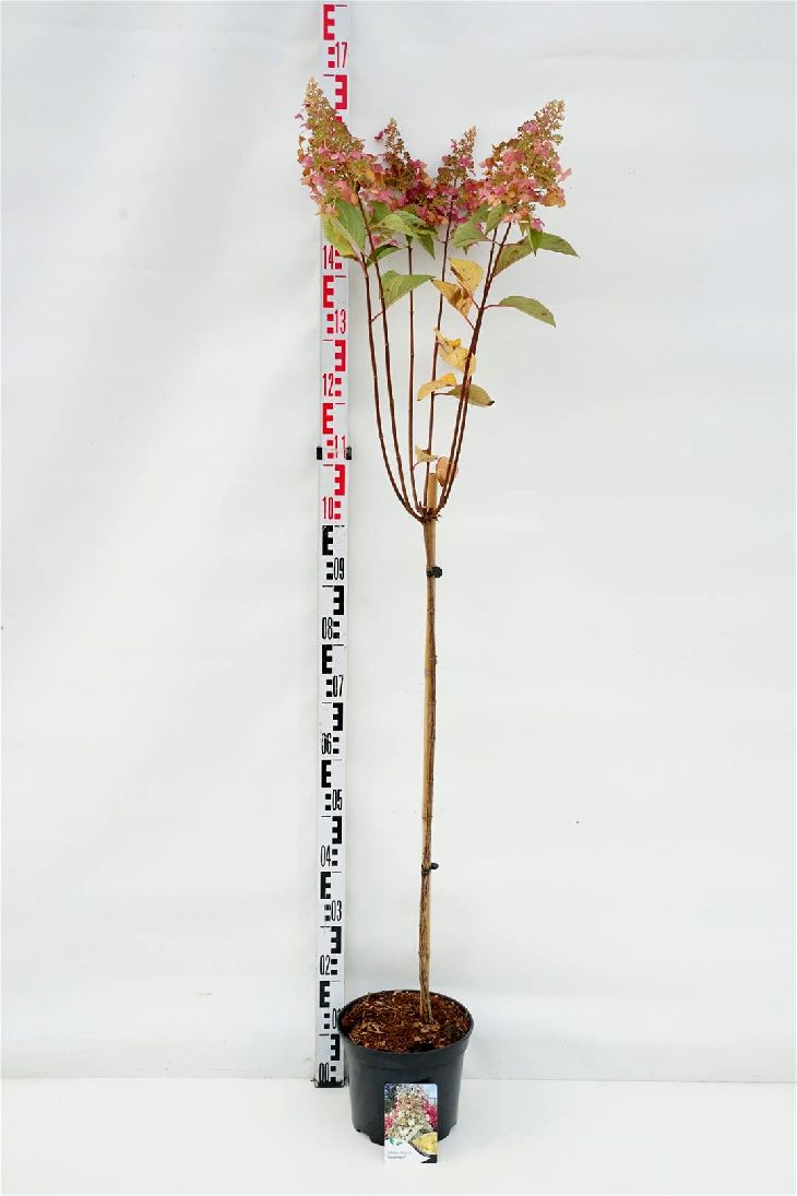 Hydrangea paniculata &