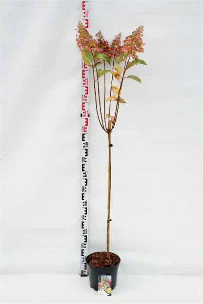 Hydrangea paniculata &