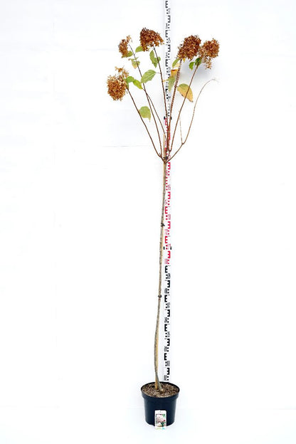 Hydrangea paniculata &