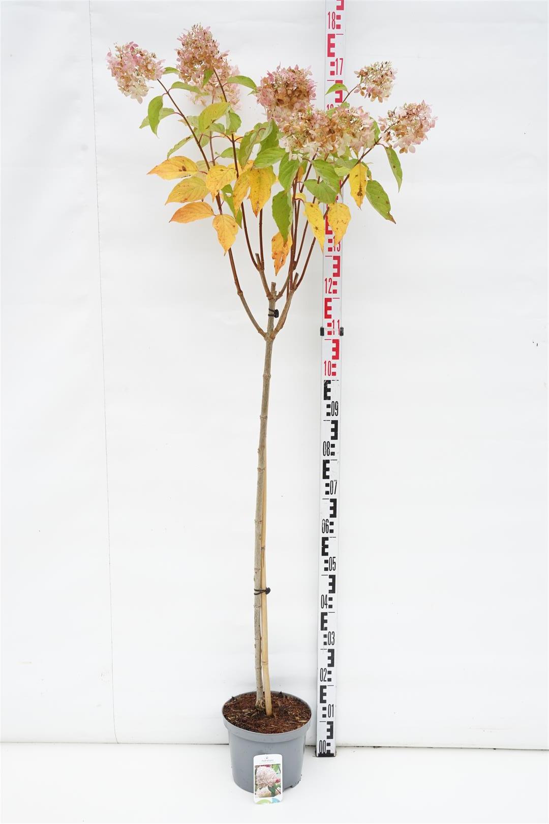 Hydrangea paniculata &