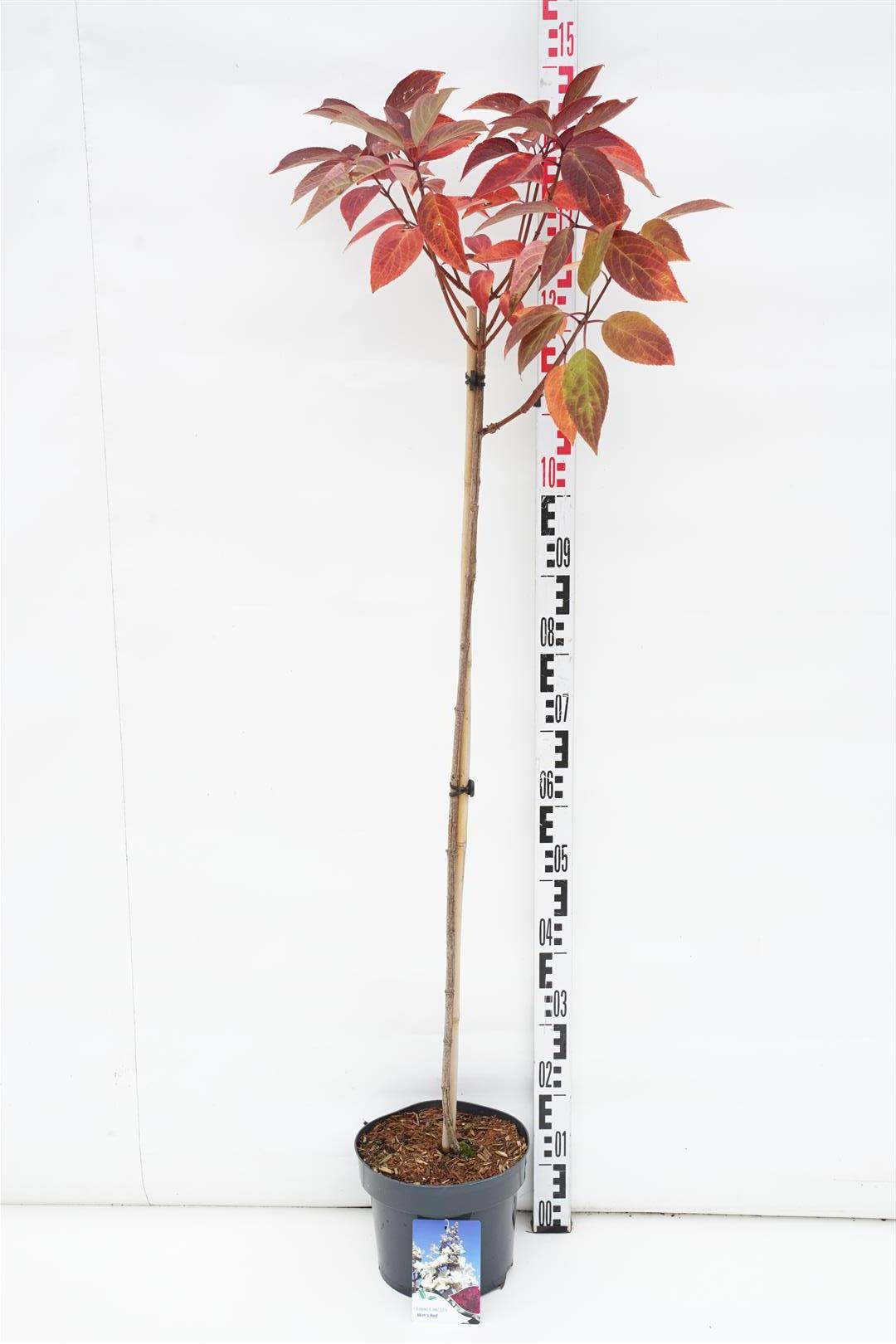 Hydrangea paniculata &