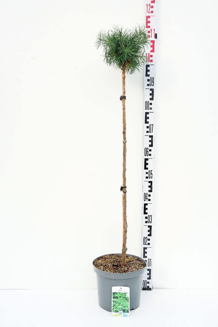 Larix kaempferi &