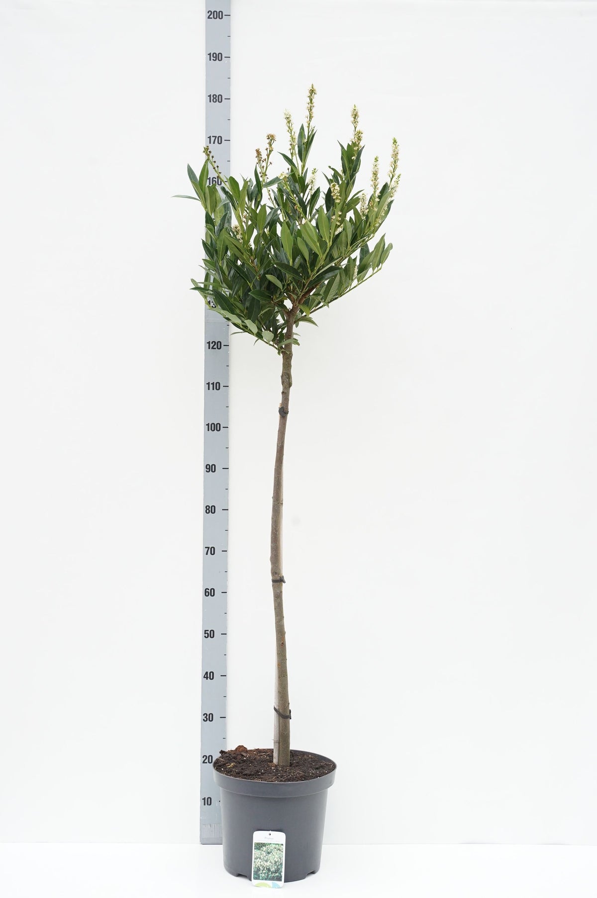 Prunus laurocerasus &