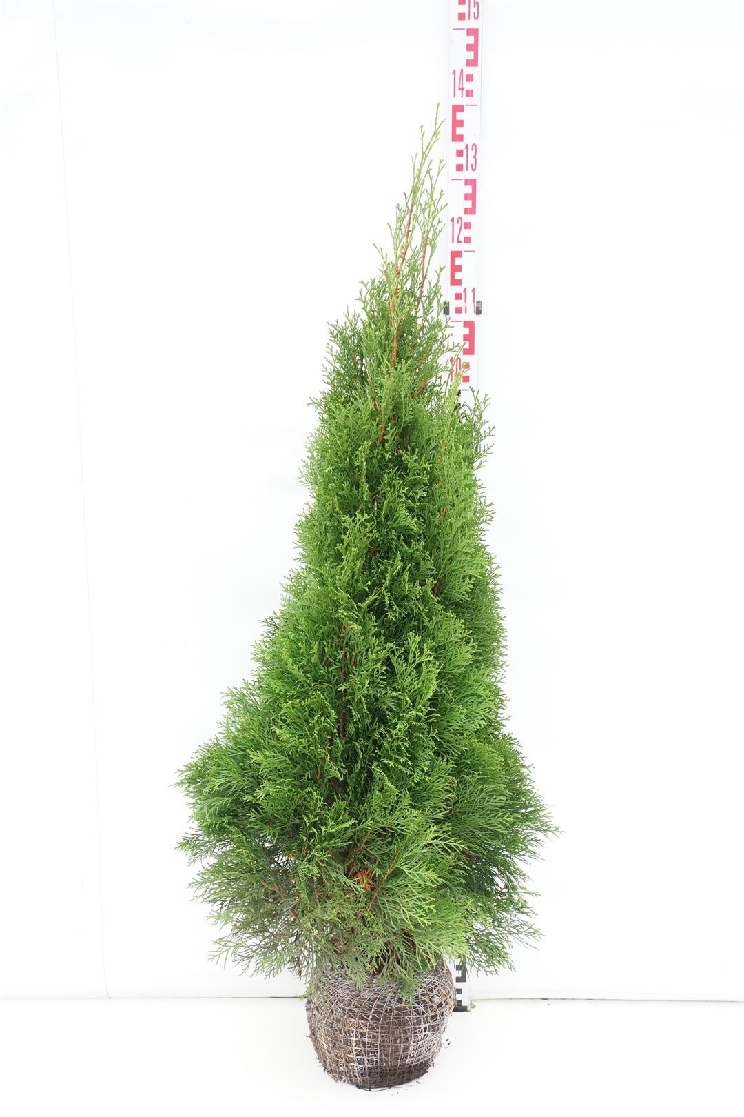 Thuja occidentalis &