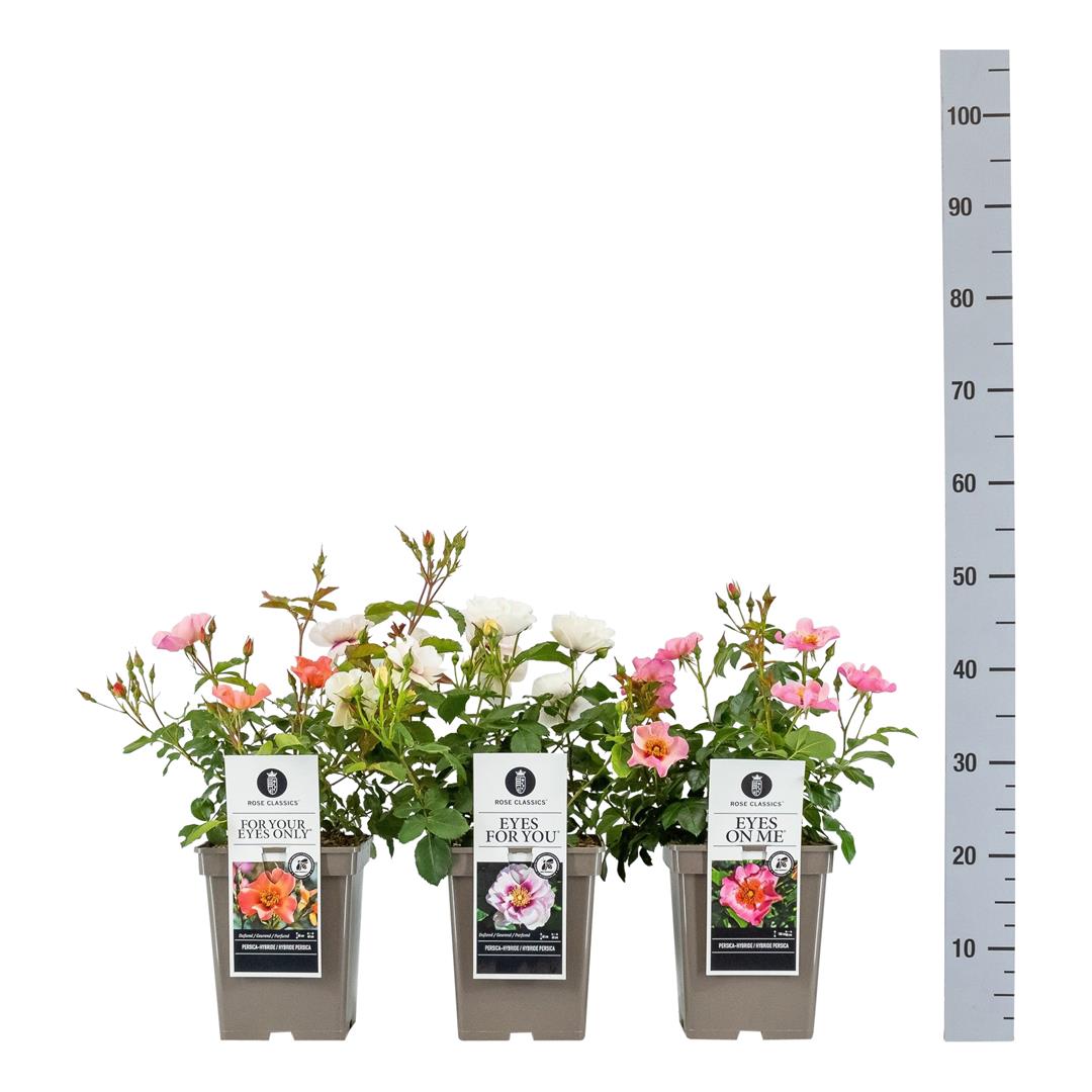 Rosa i sorter (Persica-rosor) C5 / 23 cm kruka