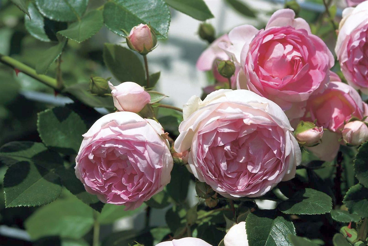 Rosa &