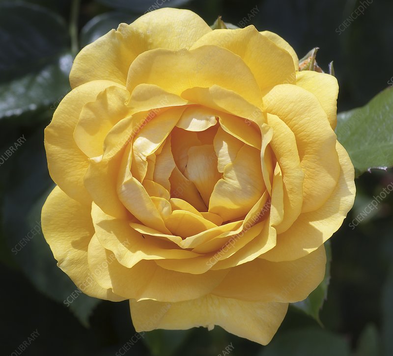 Rosa &
