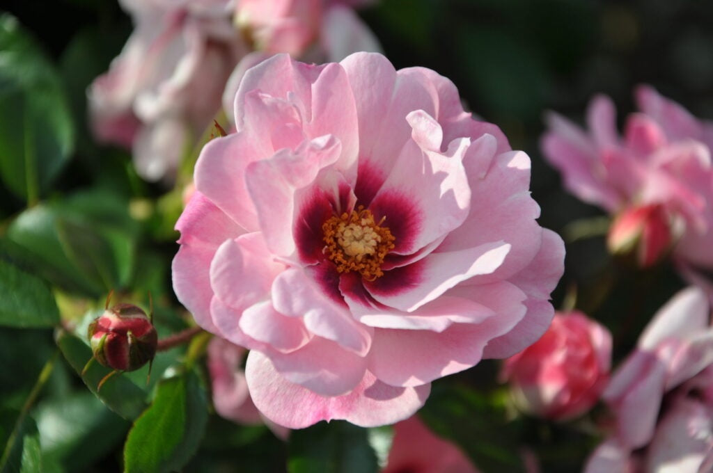 Rosa &