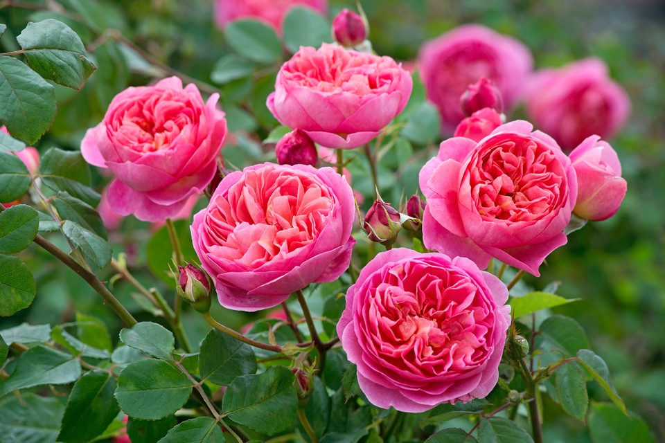Rosa &