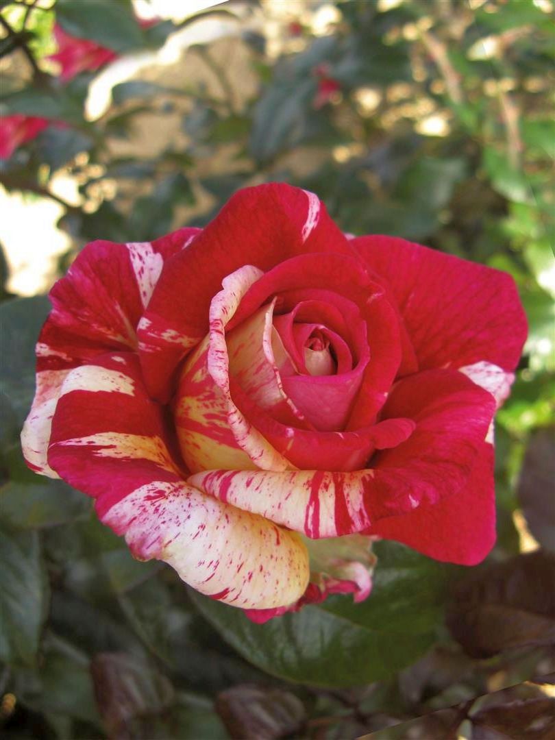 Rosa (T) &