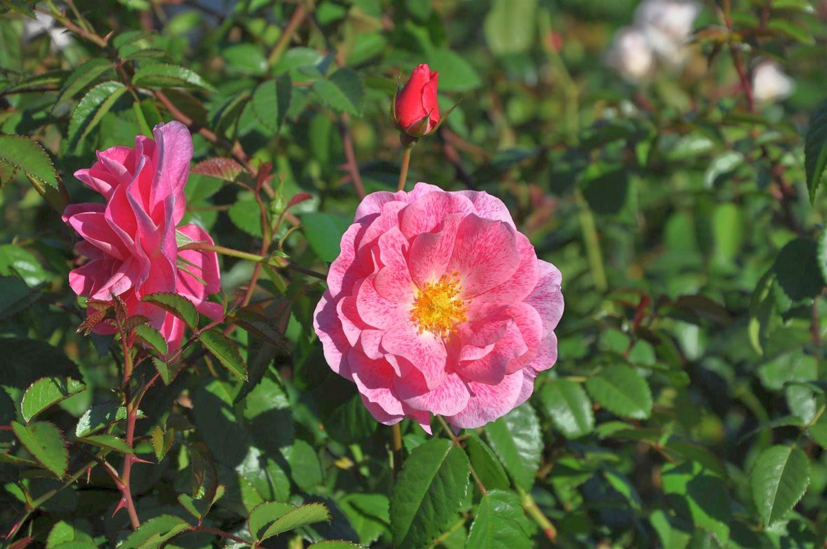 Rosa (F) &