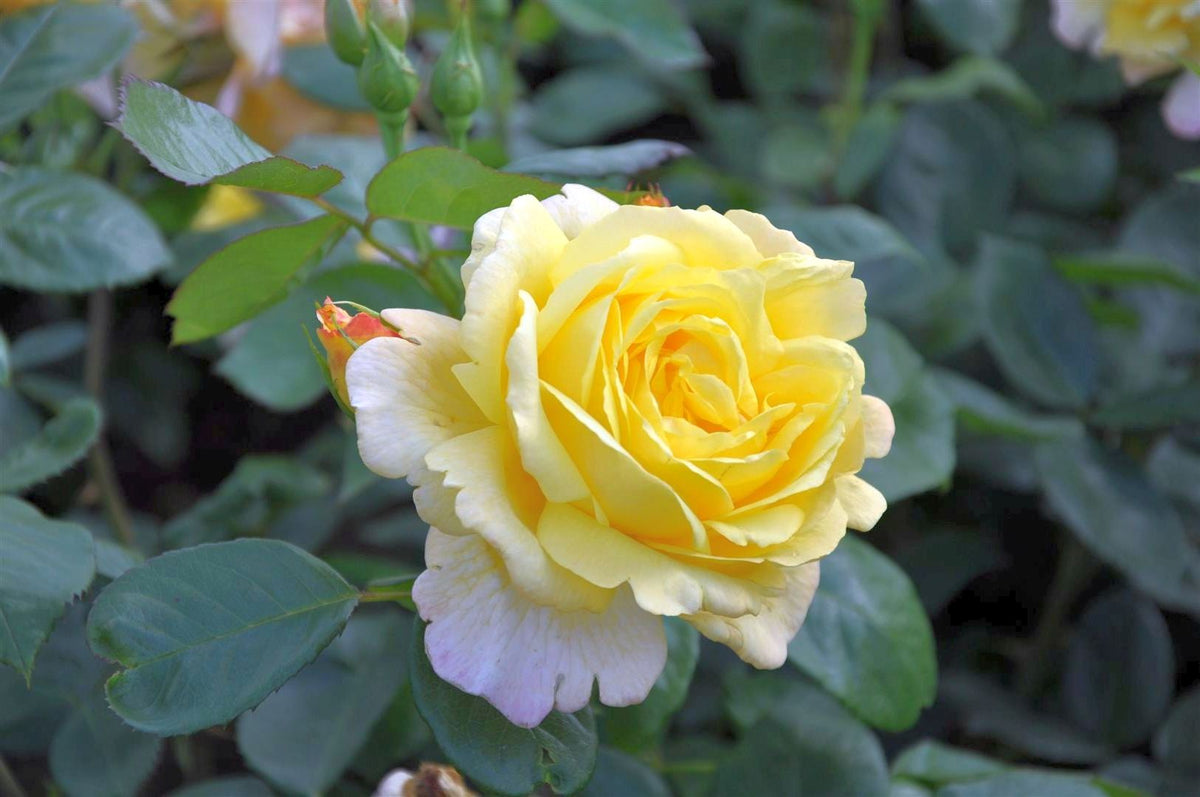Rosa &