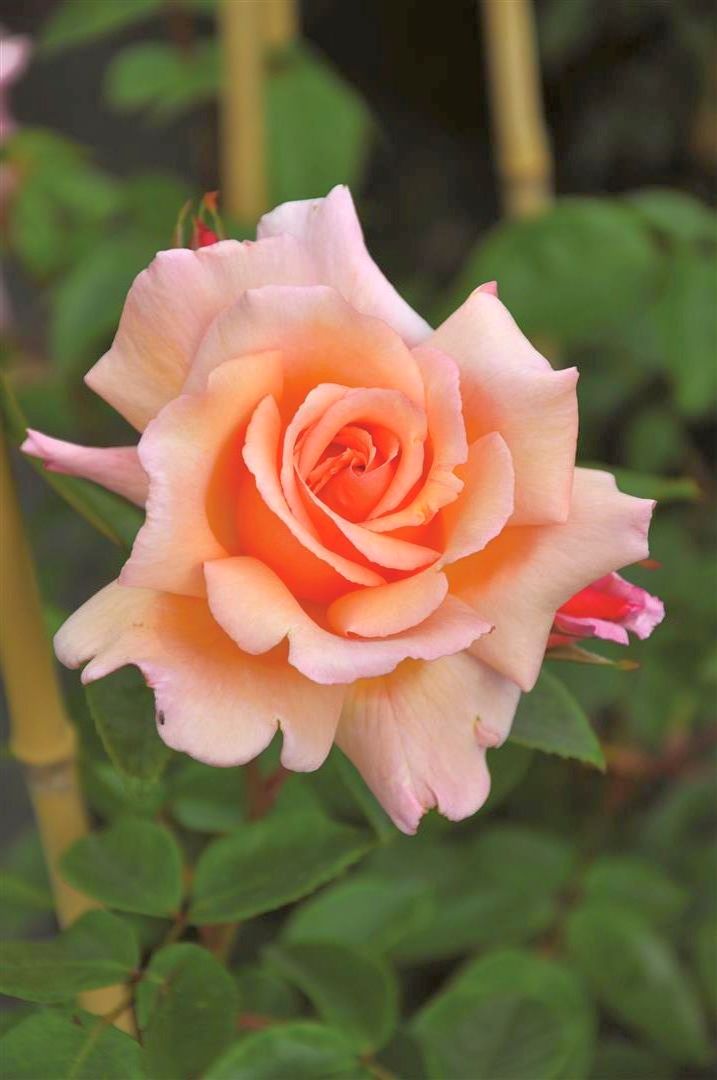 Rosa &