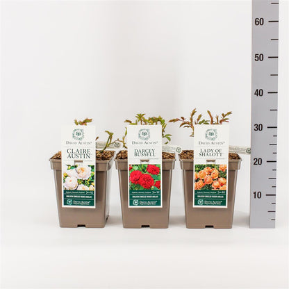 Rosa mix David Austin C5 (5 liters kruka) / 23 cm kruka