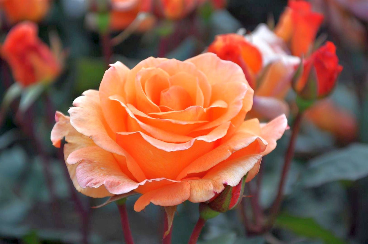 Rosa (T) &