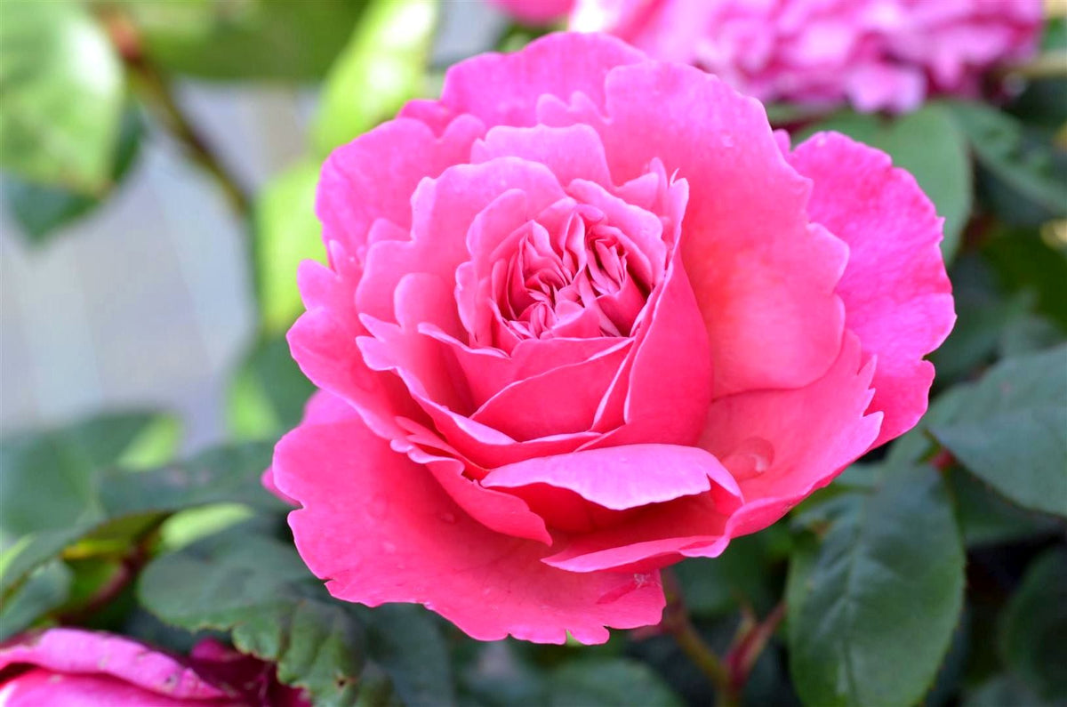 Rosa &