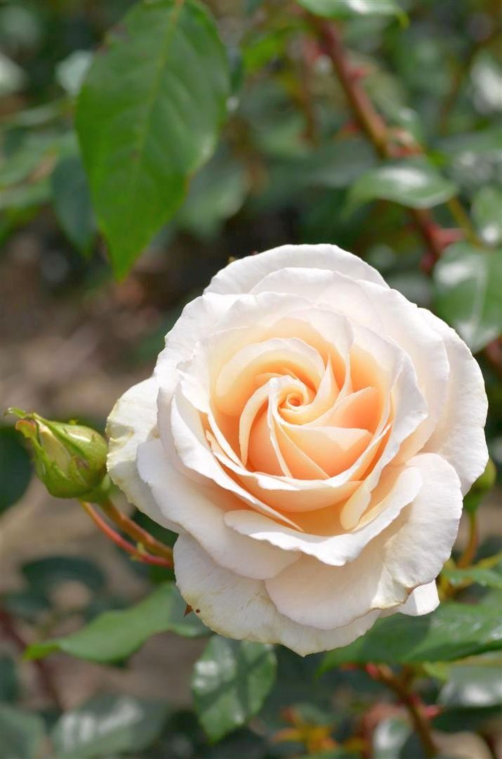 Rosa &