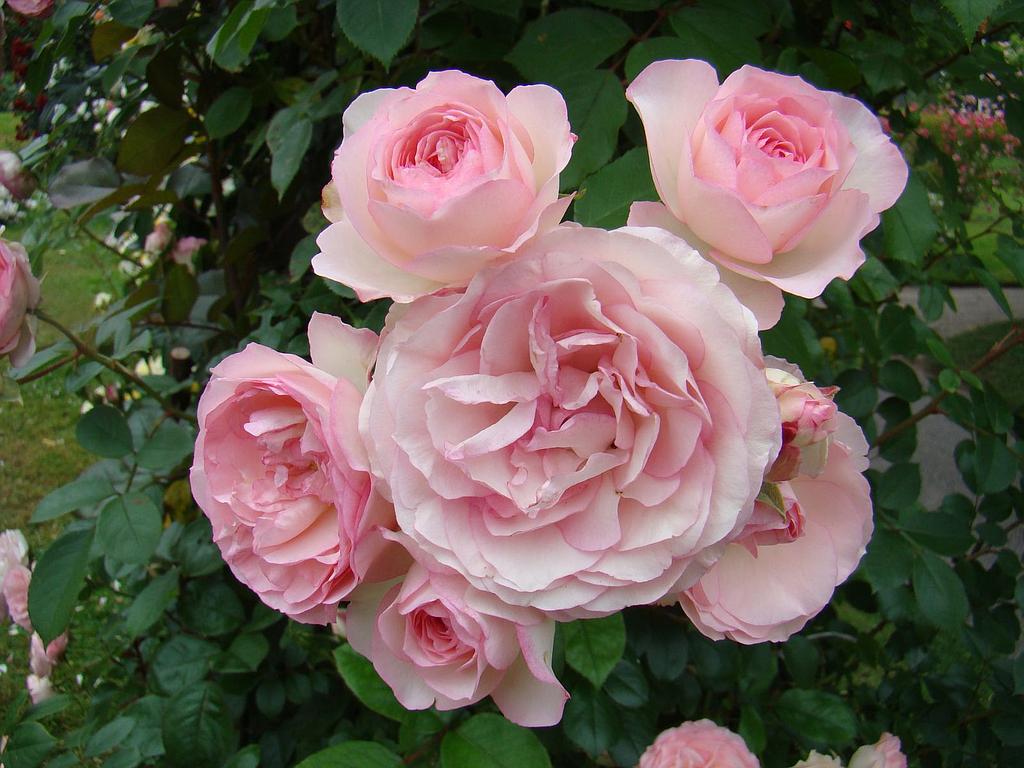 Rosa &