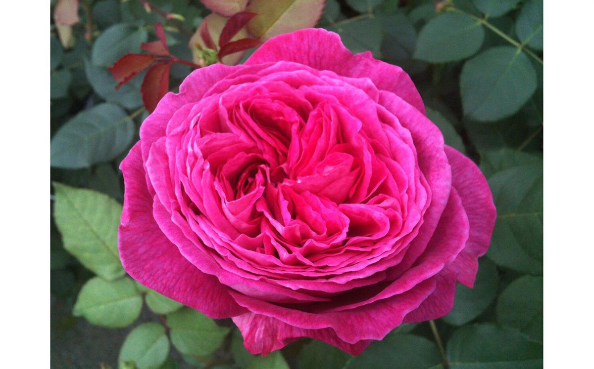 Rosa (F) &