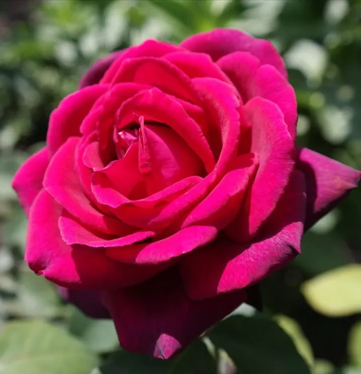 Rosa (F) &