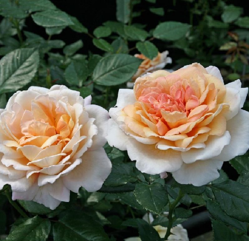Rosa (TH) &