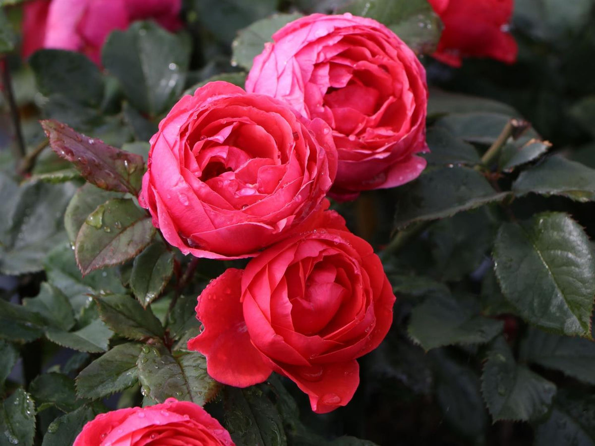 Rosa (F) &