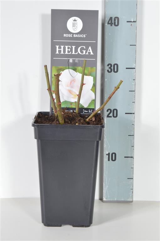Rosa (F) Helga - C3 (3 liters kruka)