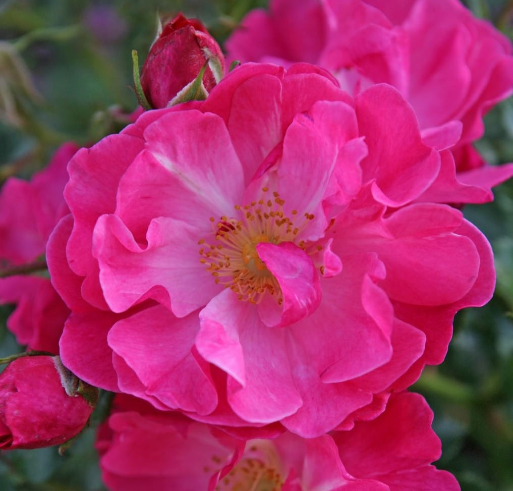 Rosa &