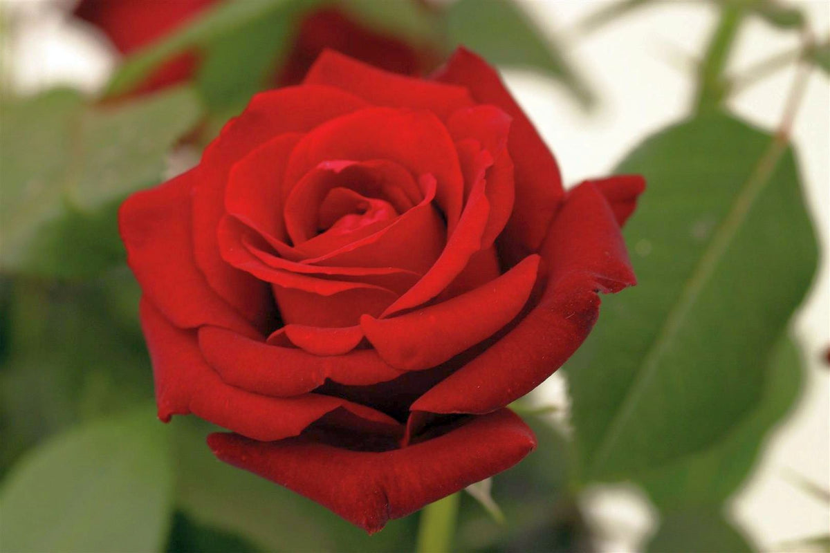 Rosa (T) Ingrid Bergman C3 (3 liters kruka) / 19 cm kruka