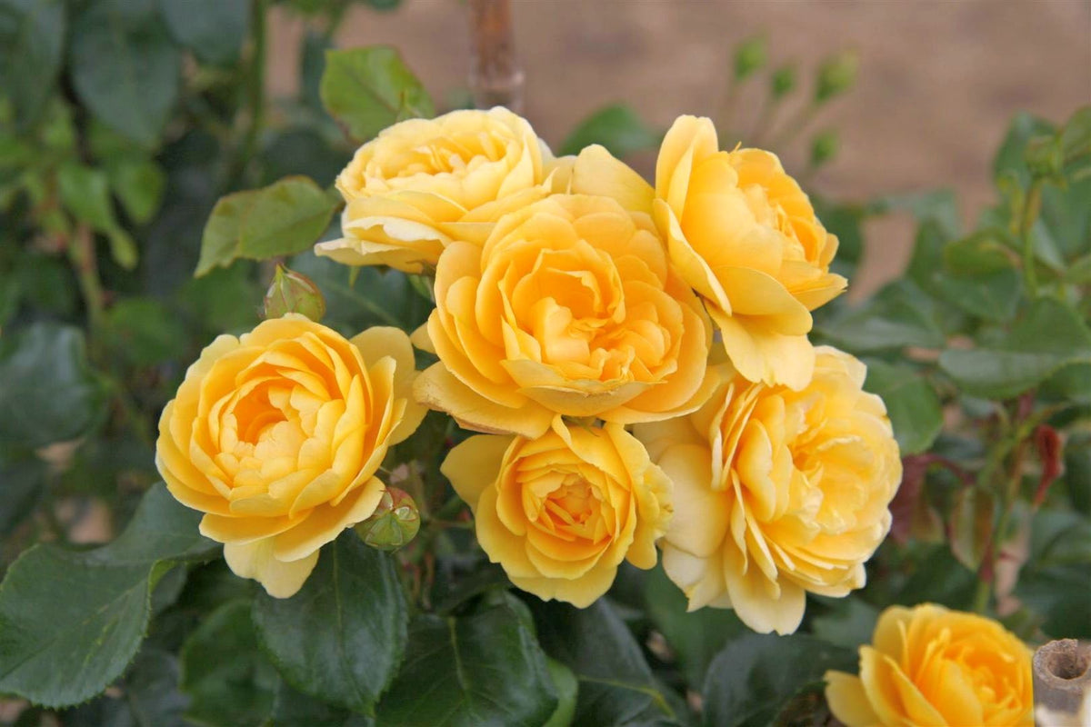 Rosa (F) &