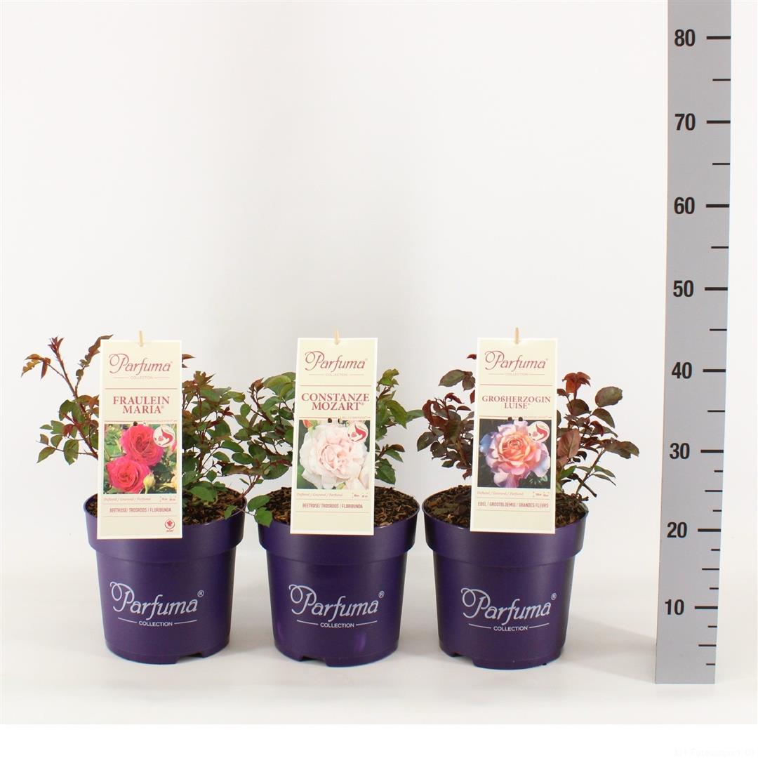 Rosa Kordes i sorter C5 (5 liters kruka) / 23 cm kruka
