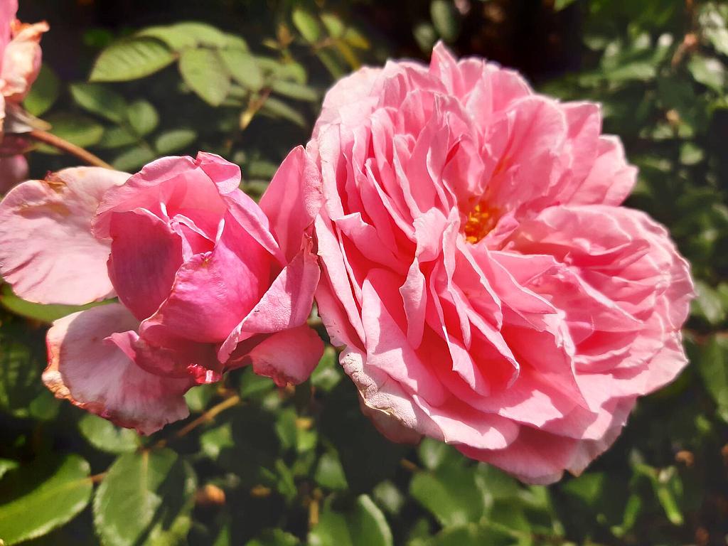 Rosa (F) &