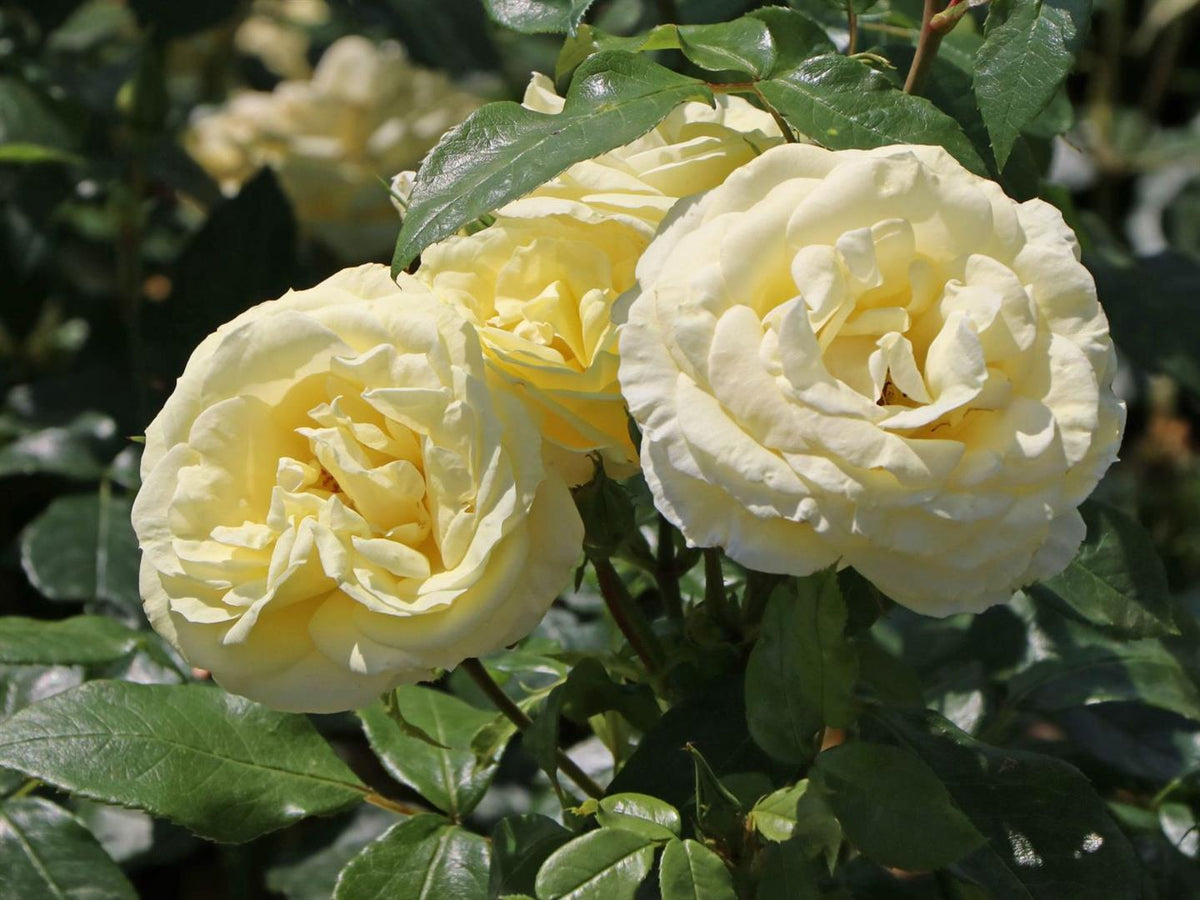Rosa (T) &