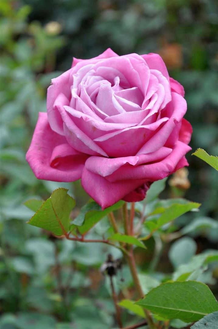 Rosa (T) &