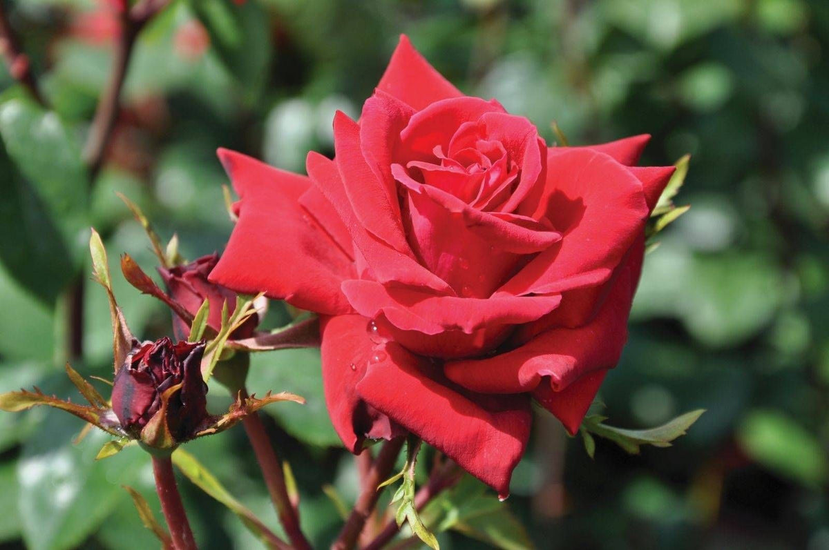 Rosa &