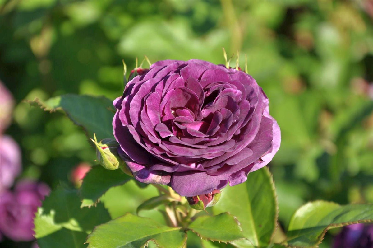 Rosa &