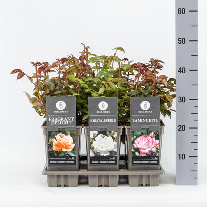 Rosa mix rabattrosor C3 (3 liters kruka) / 19 cm kruka