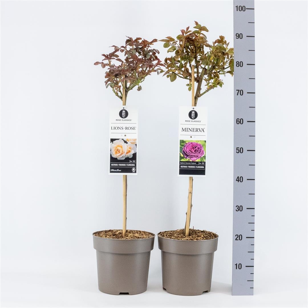 Rosa mix stamros 50 cm stam C6 (6 liters kruka)