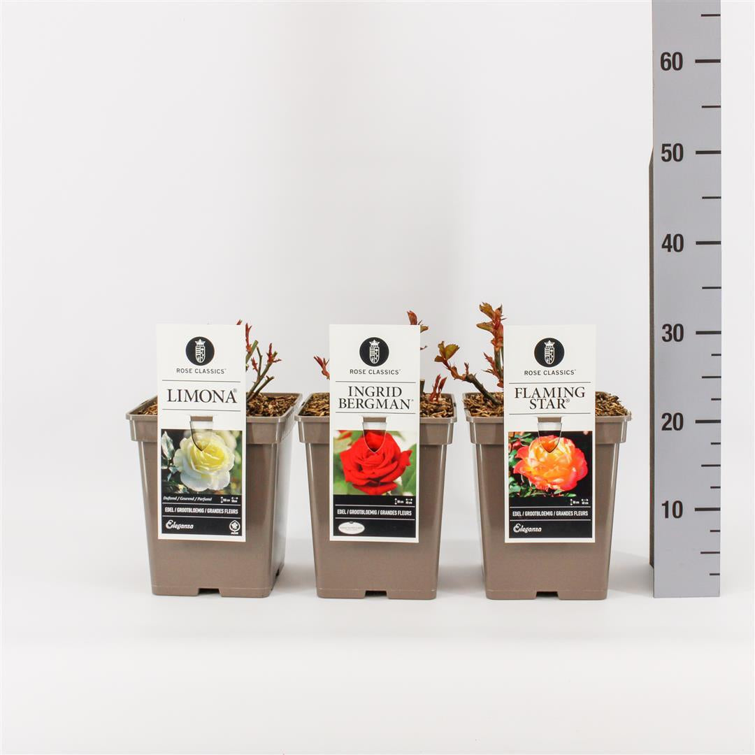 Rosa mix Beet/License/Classics - C5 (5 liters kruka)