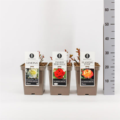 Rosa mix Beet/License/Classics - C5 (5 liters kruka)