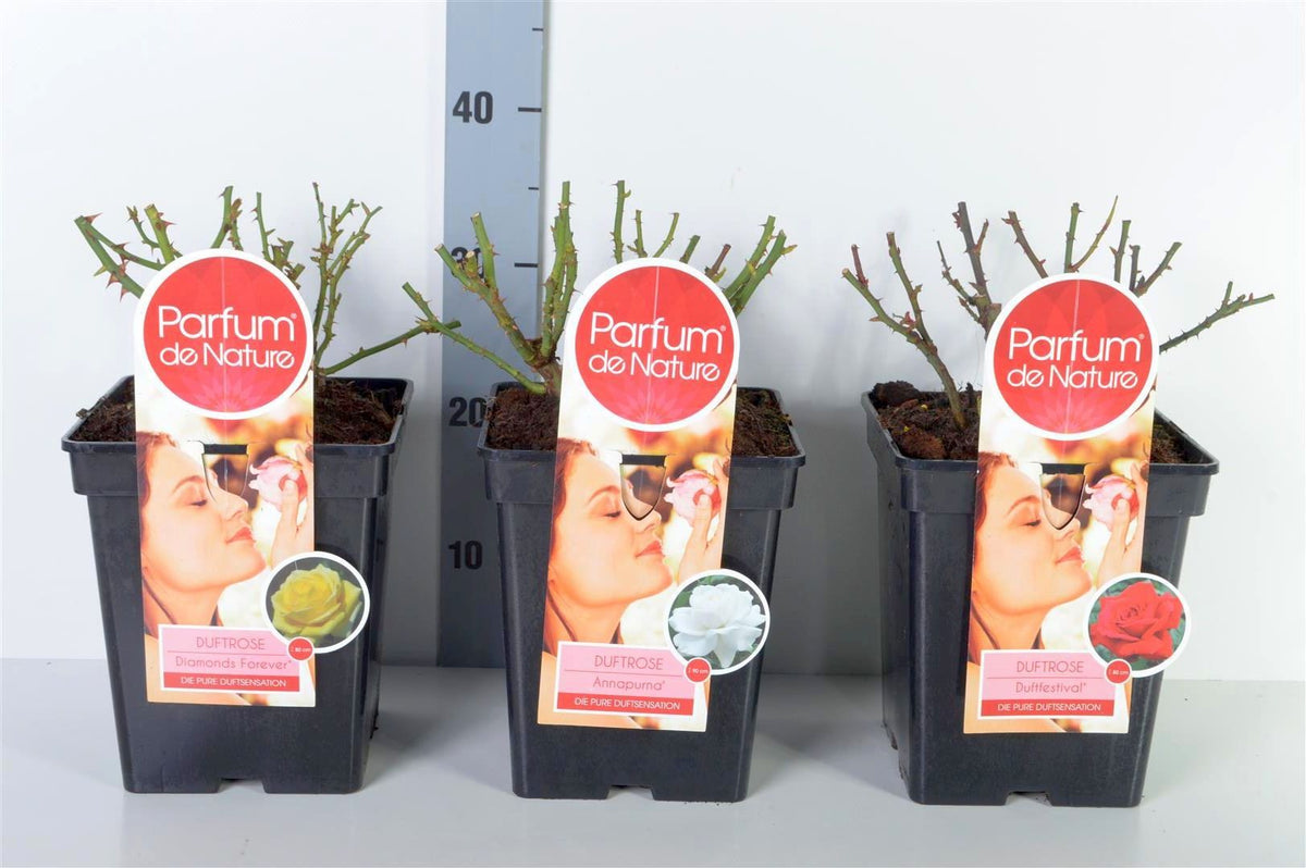 Rosa Mix &