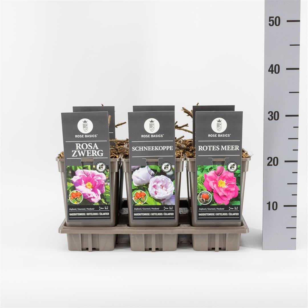 Rosa mix Rugosa/Basic C3 (3 liters kruka) / 19 cm kruka
