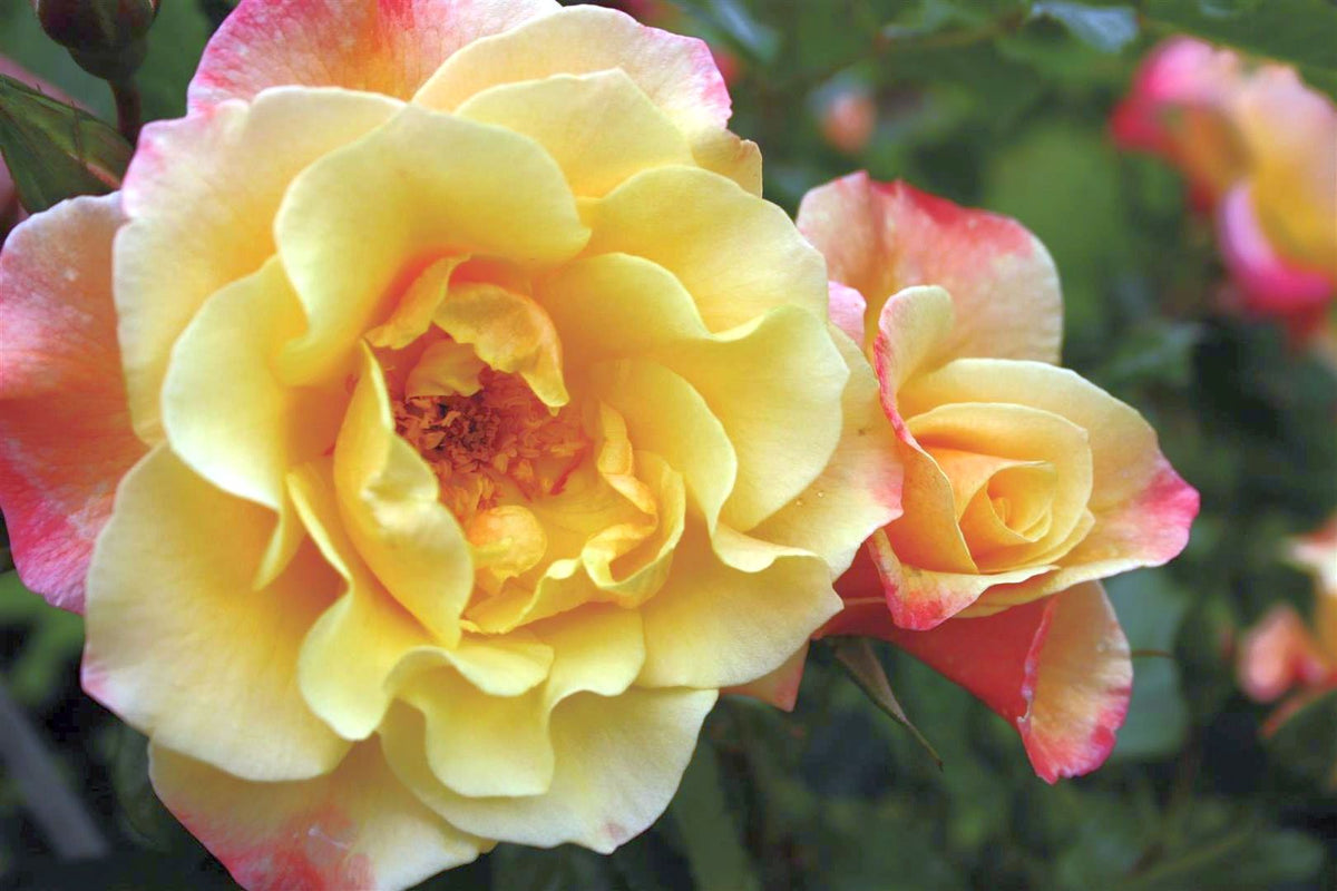 Rosa (H) &